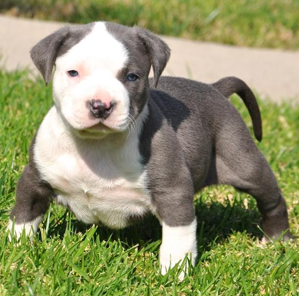 local pitbull puppies for sale